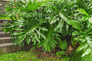 15 Lacy TREE PHILODENDRON Split Leaf Cut-leaf Selloum House Plant Seeds